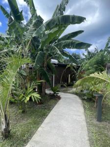 Ein Fußweg vor einem Haus mit Bananenbäumen in der Unterkunft Kazaperrok in Grand-Bourg