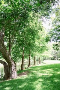 a row of trees in a park with green grass at Messina Inn in Wimberley