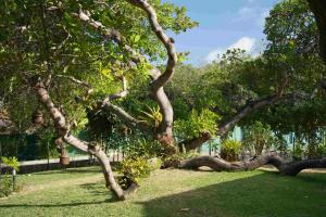 a tree laying on the grass in a yard at Pousada Sol e Luna - Pipa Garden in Pipa