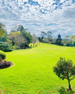 a field of green grass with a tree in the middle at Romantic Couples Retreat in Mount Tamborine