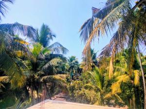 a group of palm trees on the beach at Tree hugs mandrem in Mandrem