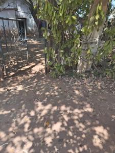 a tree with green leaves next to a building at Samarth hotel in Robertsonpet