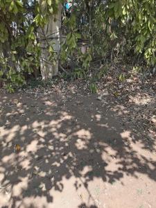 a shadow of a tree on the ground at Samarth hotel in Robertsonpet