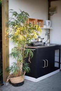a kitchen with a counter with plants in a basket at Glamping met paarden in Nieuwerkerken