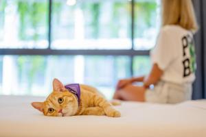 an orange cat wearing a purple collar laying on a table at HOMA Phuket Town in Phuket