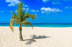 a palm tree sitting on a sandy beach at Palma Divine Condo-2BR-2BTH-Pool in Noord
