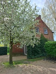a flowering tree in front of a brick house at Huis aan Puyenbroeck in Wachtebeke