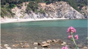 a pink flower on the shore of a beach at Appartement T3 avec grand balcon in Le Pradet