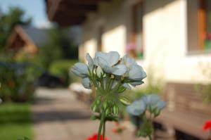 Zahrada ubytování Haus Kristall