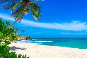 a beach with a palm tree and the ocean at Blue Sky Villa Ahangama in Ahangama