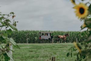 a horse drawn carriage in front of a corn field at Eden Resort and Suites, BW Premier Collection in Lancaster +42 photos
