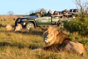a group of lions laying in the grass with a jeep at Kariega Game Reserve Main Lodge in Kenton on Sea