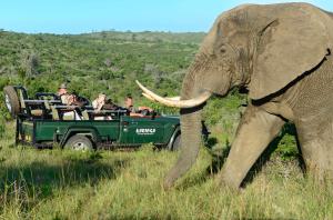 a group of people riding in a green jeep with an elephant at Kariega Game Reserve Main Lodge in Kenton on Sea