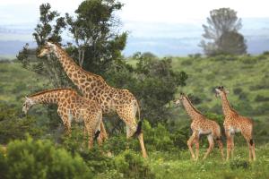 a group of giraffes walking in a field at Kariega Game Reserve Main Lodge in Kenton on Sea