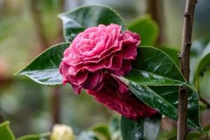 a pink flower with green leaves on a plant at Casa Fermil da Graça in Veade +34 photos