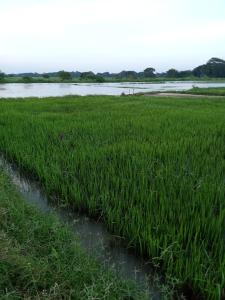 a field of tall green grass next to a body of water at Pbnearswamp barbecue resort in Panama