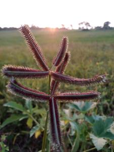 a close up of a red star plant in a field at Pbnearswamp barbecue resort in Panama