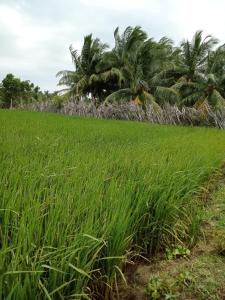 a field of grass with palm trees in the background at Pbnearswamp barbecue resort in Panama