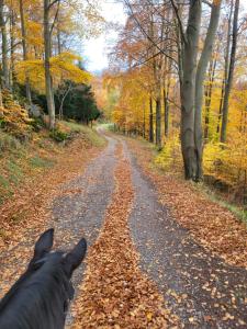a horse walking down a road in the fall at Ah Helledahls in Weyer