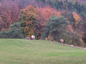 two horses grazing on a hill in a field at Ah Helledahls in Weyer