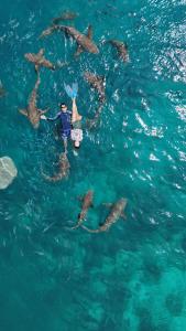 a man in the water with a group of dolphins at Raalhu Fonu Maldives in Mahibadhoo