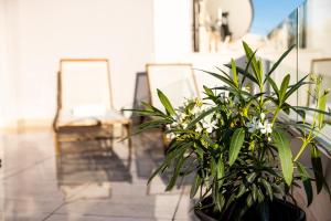 a potted plant sitting on top of a balcony at LUXURY MANDRE HOUSE in Mandre