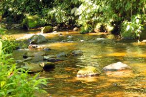a stream with rocks in the middle of a river at EcoLodge La Pluma in Salento