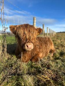 a brown cow laying in a field next to a fence at Hedgehog's Nest in Bathgate +1 photo