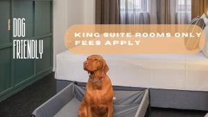 a dog sitting in a dog bed next to a bed at The Urban Newtown in Sydney