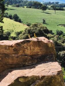 two birds sitting on top of a rock at Chácara Lari & Sapão in Socorro