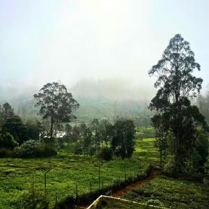 a foggy field with trees in the distance at Prysm Homestay - Kotagiri in Kotagiri