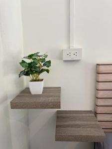 a plant sitting on a wooden shelf in a room at The cozy house in Trang