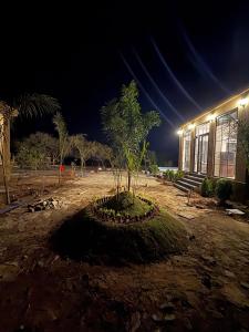 a small tree in front of a building at night at Jalsa Jawai Resort in Bīsalpur