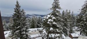 a group of trees are covered in snow at Appartements les Bressanes in Selonnet