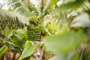 a bunch of green bananas on a banana tree at GuestReady - Funchal Hideaway with BBQ in Funchal