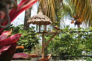 a bird sitting on top of a bird feeder at Auberge Miko in Grand-Baie