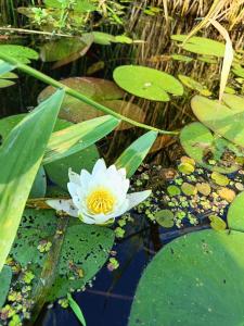a white water lily in a pond with lily pads at Domki Letniskowe Nika in Mikołajki +2 photos