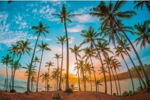 a group of palm trees on a beach at sunset at Mountain Heaven inn in Mirissa