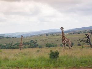 zwei Giraffen stehen auf einer Wiese in der Unterkunft Hidden Spaces in Mooinooi