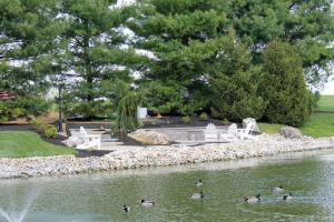 un grupo de patos nadando en un estanque en Fulton Steamboat Inn en Lancaster