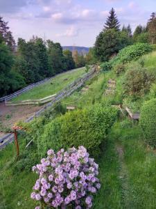 a field with flowers on the side of a hill at Haus Elise in Saalfeld