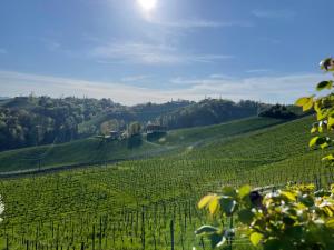 a green hillside with a field of vines at Zur goldenen Krone in Ehrenhausen