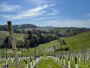 a vineyard with rows of vines in a field at Zur goldenen Krone in Ehrenhausen