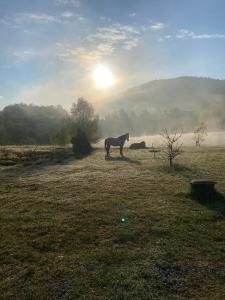 a horse walking in a field with the sun in the background at domaine des planesses in Ferdrupt