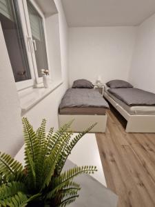 a room with two beds and a plant in it at Monteurwohnung RoomWork24 - 10 Betten - Twistringen in Twistringen