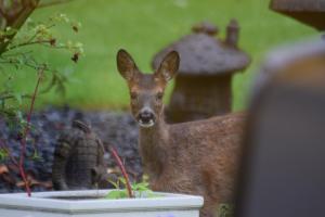 a baby deer standing in a flower pot at Meadfoot Guesthouse Room only accommodation for Adults in Windermere +21 photos