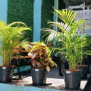 a group of plants in pots in front of a building at FIRMH HOSTEL CAFE DA MANHA incluso e traslado in Guarulhos