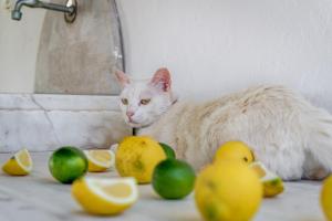 a white cat sitting next to some lemons and ducks at Casa de Flores 1 in Plaka Milou +22 photos