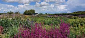 a field of purple flowers with a house in the background at 2 Bed in Yoxford oc-hharro in Yoxford