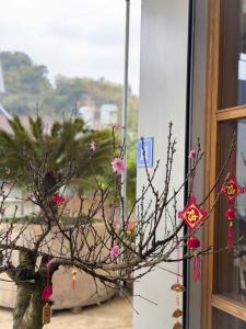 a tree with pink flowers on it in front of a window at Tay Bac Hotel in Mộc Châu